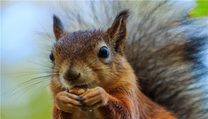 做梦梦见松鼠和自己亲近