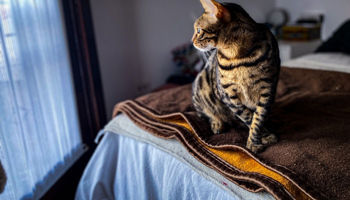 做梦梦见自己被猫咬了手是什么兆头