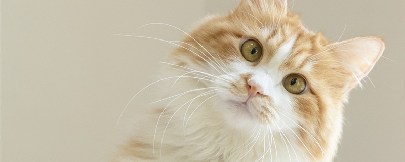 做梦梦见猫追我