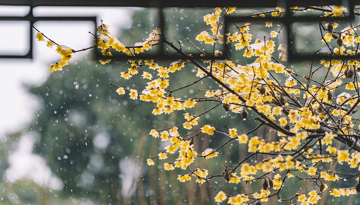 做梦梦见下大雪是什么预兆
