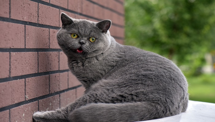 做梦梦见打猫赶猫预兆