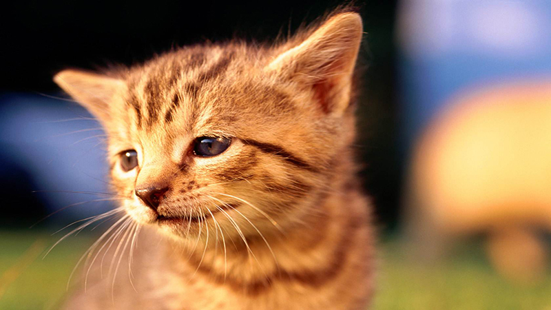 做梦梦见把猫打死了是什么征兆