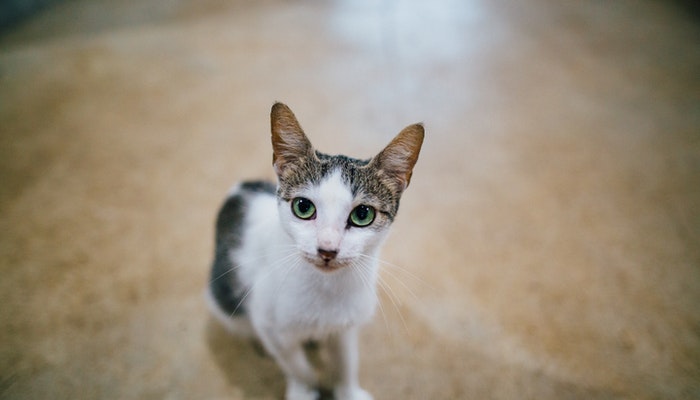 做梦梦见白色的猫是什么意思