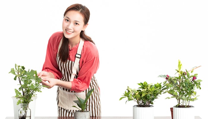 女人做梦梦见把花重新栽了