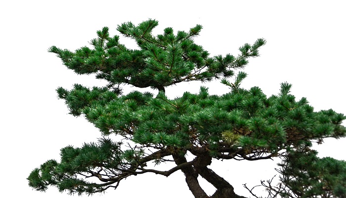 做梦梦见杜松树是什么意思 做梦梦见杜松树有什么预兆