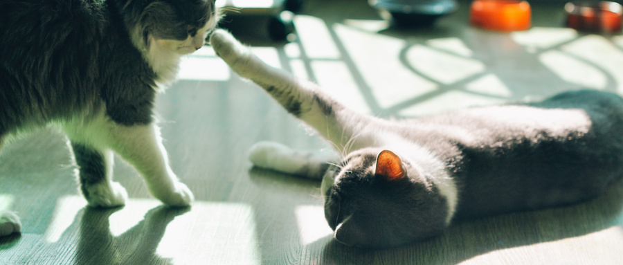 做梦梦见两只不同颜色的猫