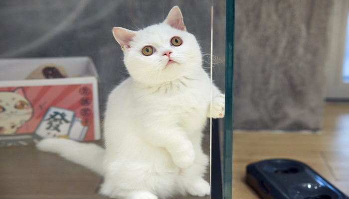 女人做梦梦见被猫追着跑是什么意思 女人做梦梦见被猫追着跑有什么预兆