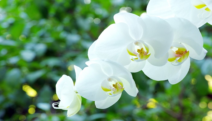 做梦梦见白兰花是什么意思做梦梦见白兰花是什么预兆