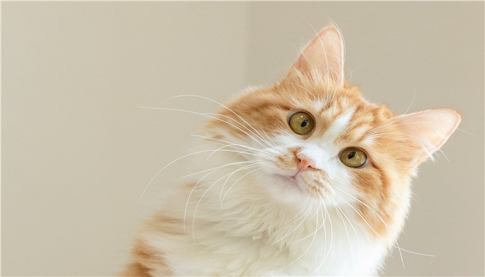 做梦梦见被猫咬住不松口