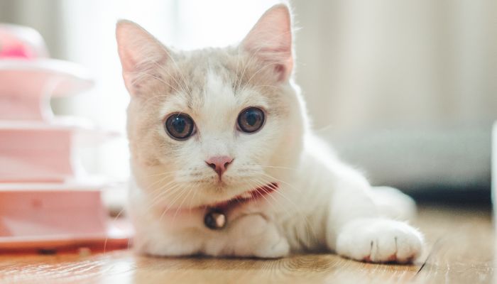 做梦梦见猫是什么意思 做梦梦见猫预示着什么