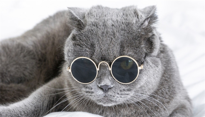 做梦梦见被猫抓伤了手