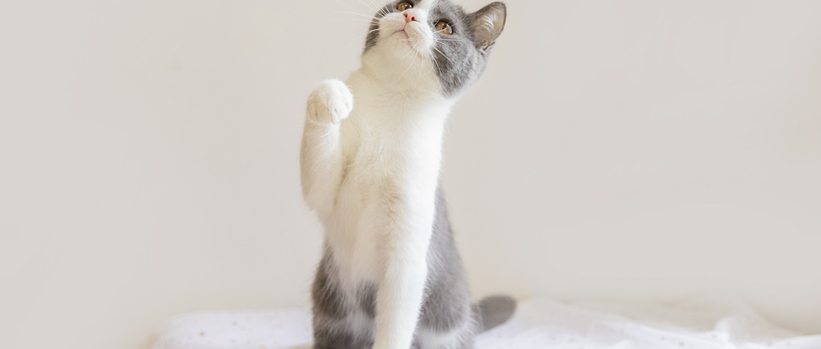 做梦梦见两只猫是什么预兆