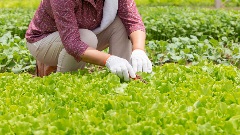 做梦梦见挖好多野菜