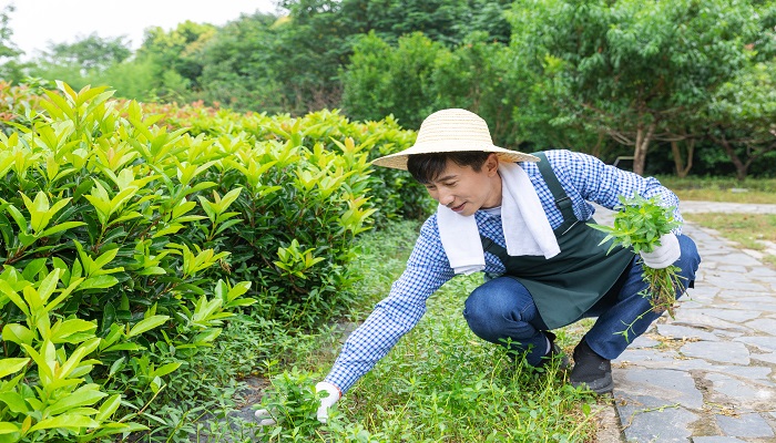 做梦梦见杂草是什么意思 做梦梦见杂草是什么预兆