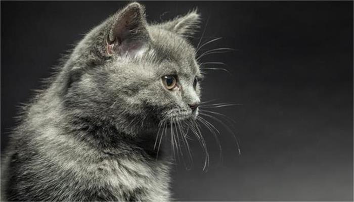 做梦梦见黄猫代表什么预兆