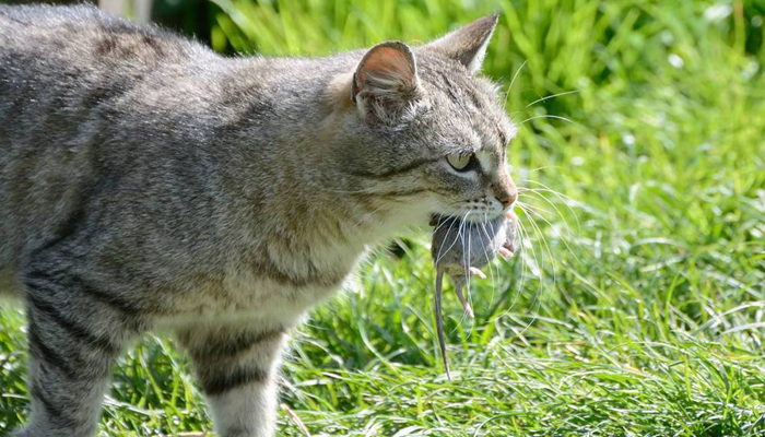 做梦梦见被猫咬是什么意思 周公解梦
