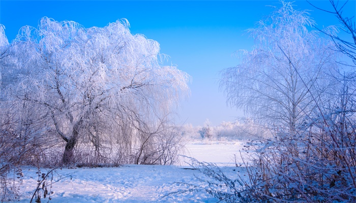 做梦梦见雪花飘是什么征兆