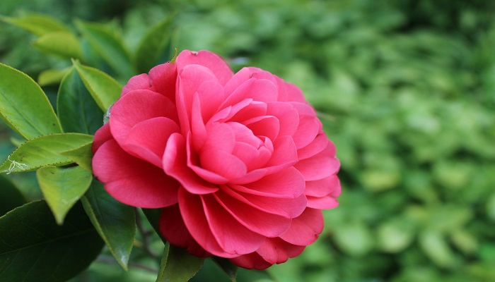 做梦梦见花蕾是什么意思 做梦梦见花蕾是什么预兆