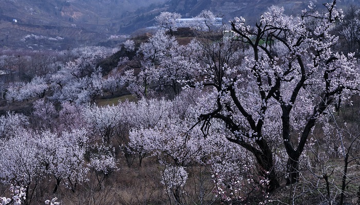 做梦梦见杏树开花什么意思