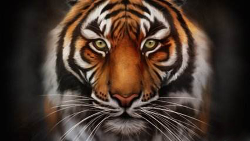 属鸡跟属虎的合得来吗，详细解释