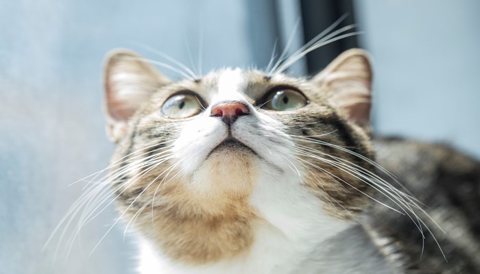 做梦梦见两只猫打架