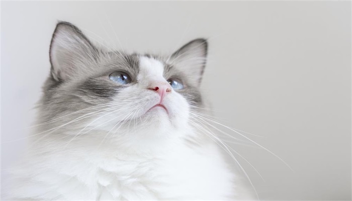做梦梦见几只猫是什么预兆