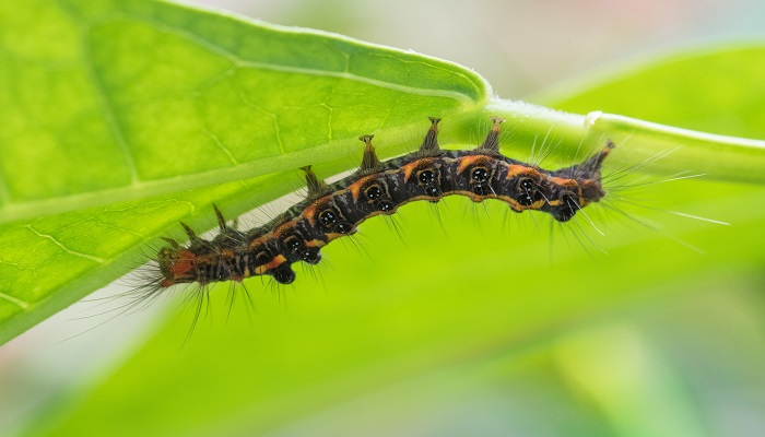 已婚妇女做梦梦见蛆虫是什么意思 已婚妇女做梦梦见蛆虫有什么预兆