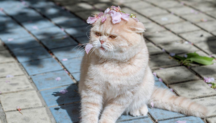 做梦梦见一只小猫崽