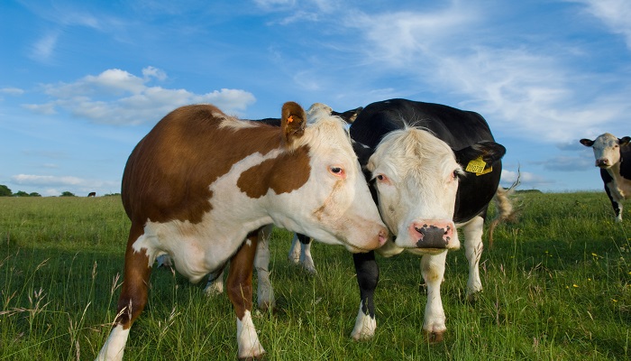 做梦梦见牦牛是什么意思 做梦梦见牦牛预示着什么