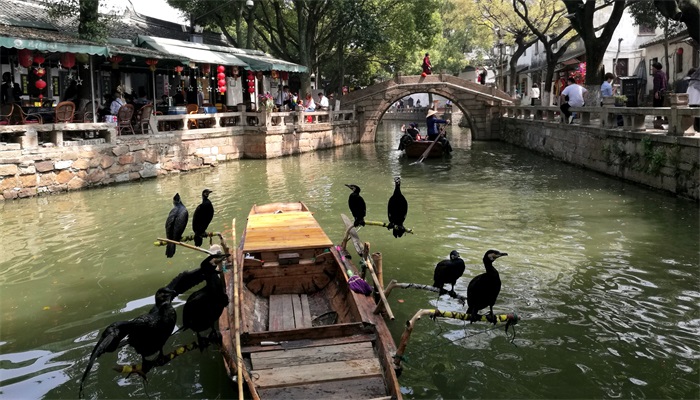 做梦梦见黑鸟