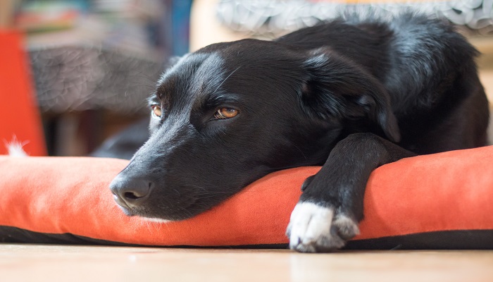 做梦梦见养犬 养狗是什么意思 做梦梦见养犬 养狗有什么预兆