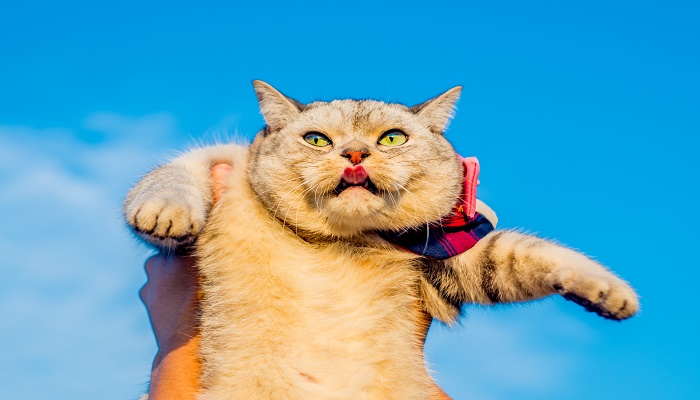 做梦梦见巨型大猫