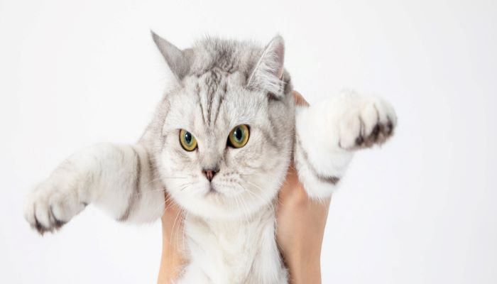 梦到被猫咬不松口