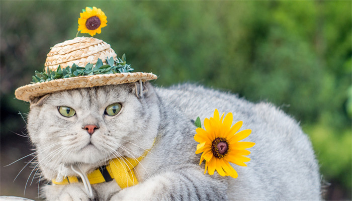 做梦梦见猫很温顺的让来摸