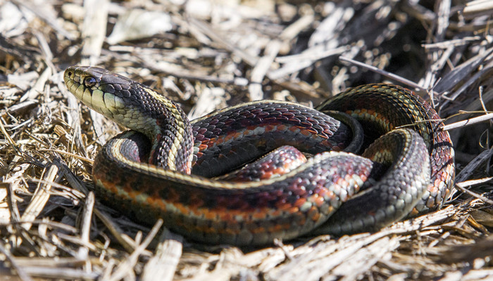 做梦梦见家里有一条大蛇是什么意思