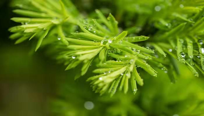 做梦梦见外面下雨是什么意思