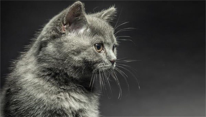 女性做梦梦见猫撒了好多尿