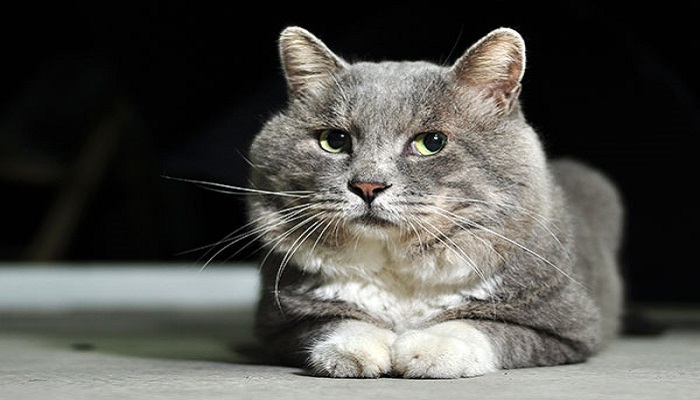 做梦梦见猫屎