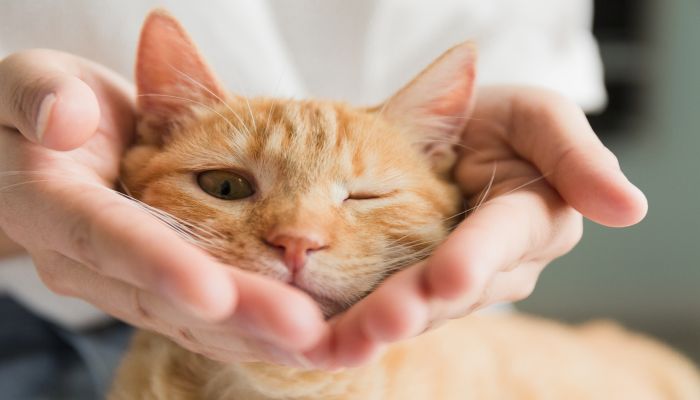 做梦梦见野猫是什么意思 做梦梦见野猫预示着什么