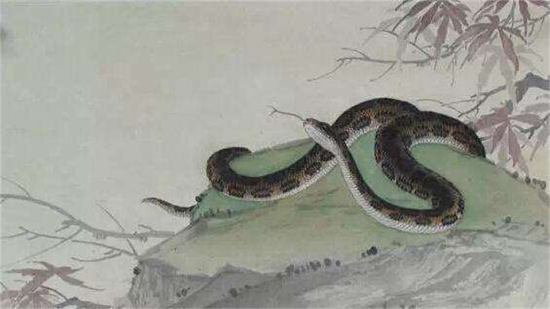 鼠与蛇相配吗，标准答案