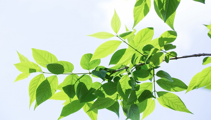 做梦梦见树叶茂盛绿绿的