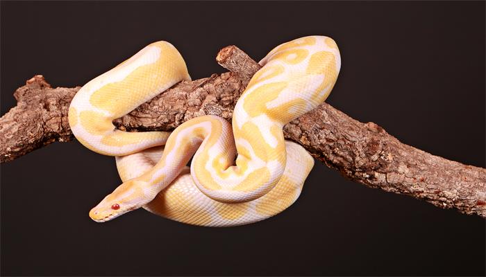 做梦梦见一条小白蛇什么意思