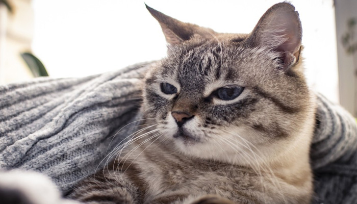 做梦梦见好多猫