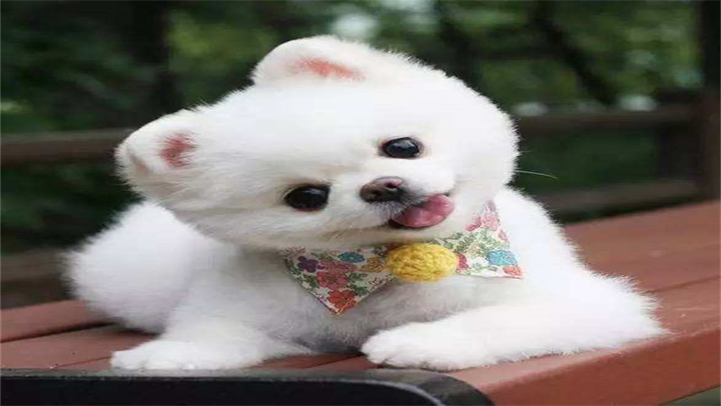2006年属什么生肖几岁，最多人赞同的观点