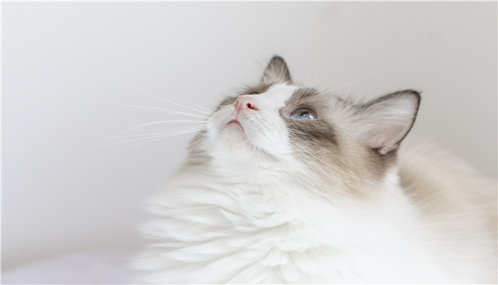 做梦梦见自己养的猫从楼上掉下去