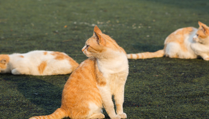做梦梦见猫和狗