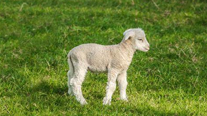 属羊的和什么属相不合，标准答案