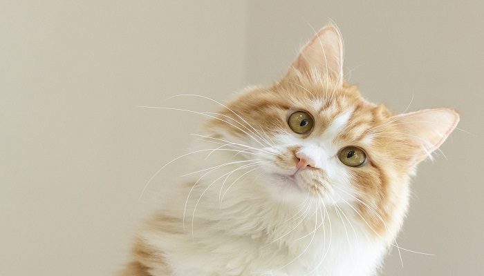 女人梦到被猫咬手出血是什么意思 女人梦到被猫咬手出血有什么预兆