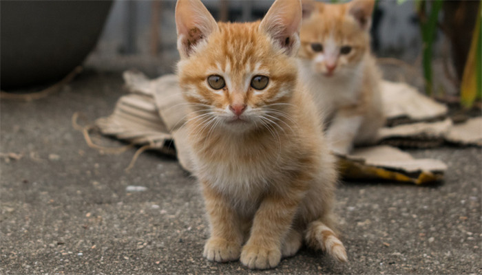 做梦梦见小猫扑到身上是什么