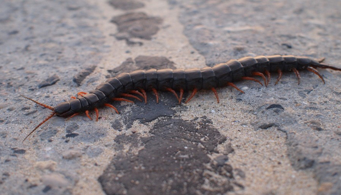 女人做梦梦见把蜈蚣弄死了